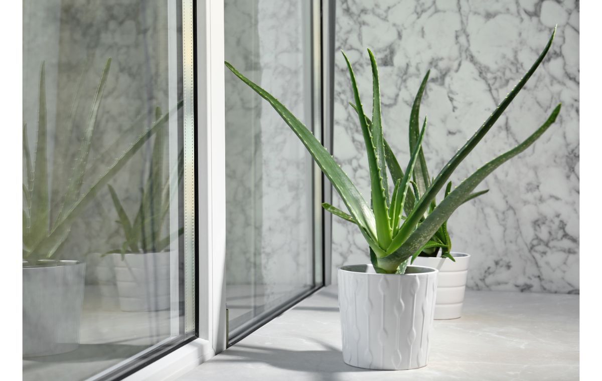 Place Aloe Vera in Right Direction as per Vastu to Attract Positive Vibes